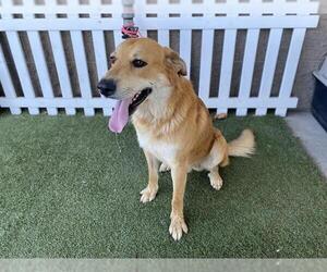 Anatolian Shepherd-Unknown Mix Dogs for adoption in Modesto, CA, USA