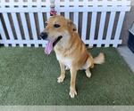 Small Anatolian Shepherd Mix