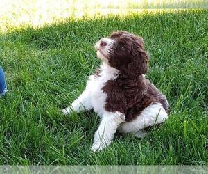 Goldendoodle Puppy for Sale in OLYMPIA, Washington USA