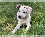 Small #1 American Pit Bull Terrier-American Staffordshire Terrier Mix