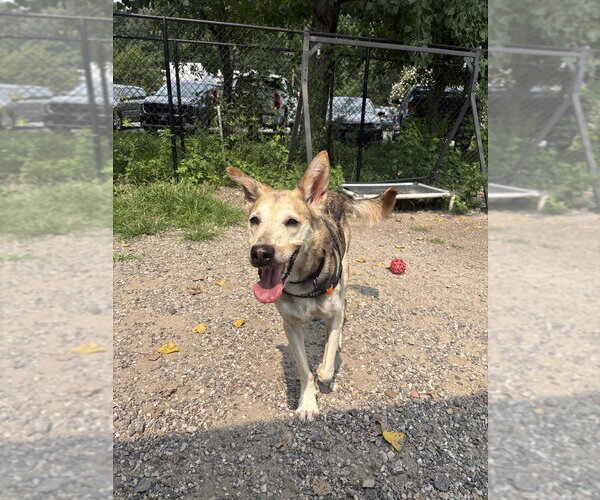 Medium Photo #5 Mutt Puppy For Sale in Elmsford, NY, USA