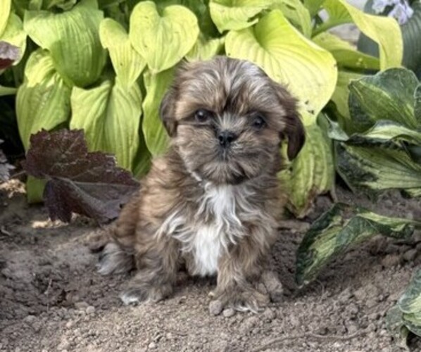 Medium Photo #3 Shih Tzu Puppy For Sale in THORP, WI, USA