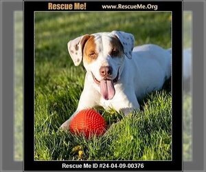 Lab-Pointer Dogs for adoption in Benton, PA, USA