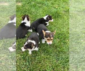 Pembroke Welsh Corgi Puppy for sale in WATERTOWN, WI, USA