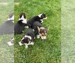 Image preview for Ad Listing. Nickname: Litter of 4