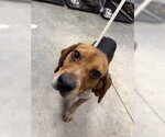 Small Beagle