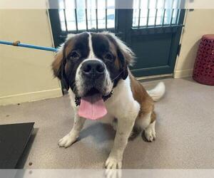 Saint Bernard Dogs for adoption in Pasadena, CA, USA