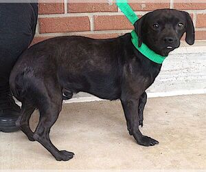 Chiweenie Dogs for adoption in Carrollton, TX, USA