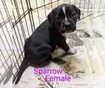 Small #3 Bearded Collie Mix