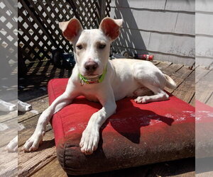 Meringue - Male American Pit Bull Terrier-Unknown Mix Dog for Adoption - Photo #11