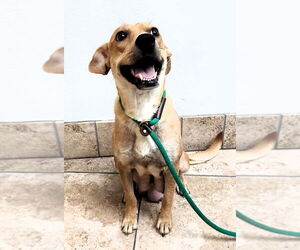 Mutt Dogs for adoption in Houston, TX, USA