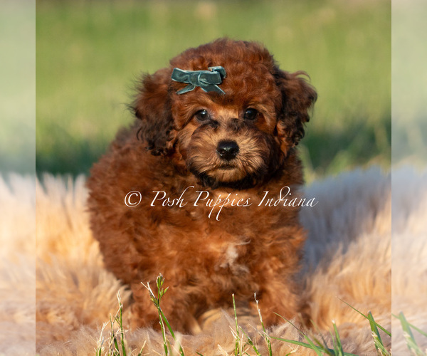 Medium Photo #81 Poodle (Miniature) Puppy For Sale in WARSAW, IN, USA