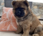 Puppy 10 Chow Chow