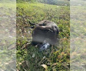 Mutt Dogs for adoption in Houston, TX, USA