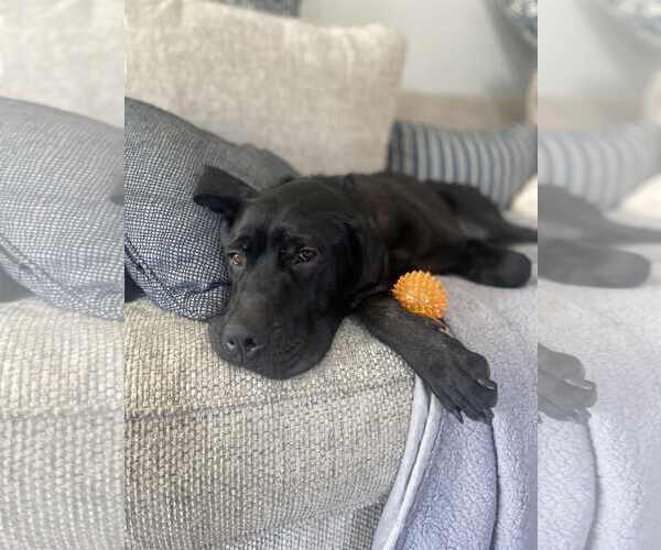Medium Photo #3 Labrador Retriever-Unknown Mix Puppy For Sale in San Diego, CA, USA