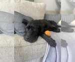 Small #2 Labrador Retriever Mix