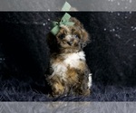 Puppy Weebit AKC Poodle (Miniature)