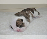 Small Photo #25 English Bulldog Puppy For Sale in NAMPA, ID, USA