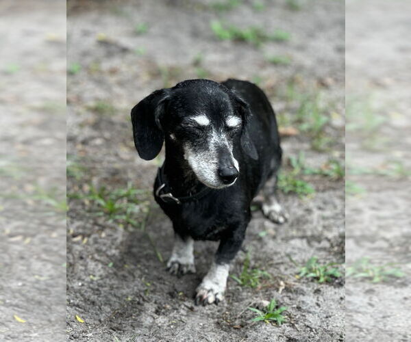 Medium Photo #3 Dachshund Puppy For Sale in Weston, FL, USA