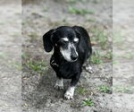 Small #2 Dachshund