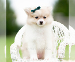 Small Photo #54 Pomeranian Puppy For Sale in WARSAW, IN, USA