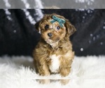 Small #1 YorkiePoo
