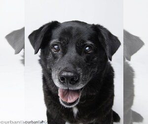 Bonded Pair - Cooper & Artie - Male Labradoodle Dog for Adoption - Photo #4