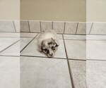 Small Photo #15 Pembroke Welsh Corgi Puppy For Sale in MILTON, WI, USA