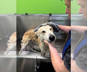 Courtesy Post: Davidson - Male Maremma Sheepdog-Unknown Mix Dog for Adoption - Photo #4