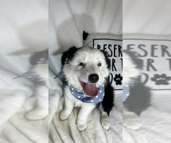 Medium Photo #5 Australian Shepherd Puppy For Sale in GREENFIELD, IN, USA