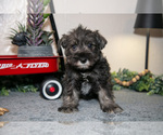 Small #1 Schnauzer (Miniature)