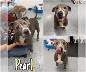 American Staffordshire Terrier Dogs for adoption in Pierceton , IN, USA