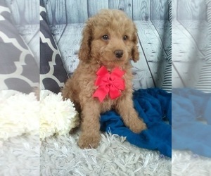 Cockapoo Puppy for sale in SUGARCREEK, OH, USA