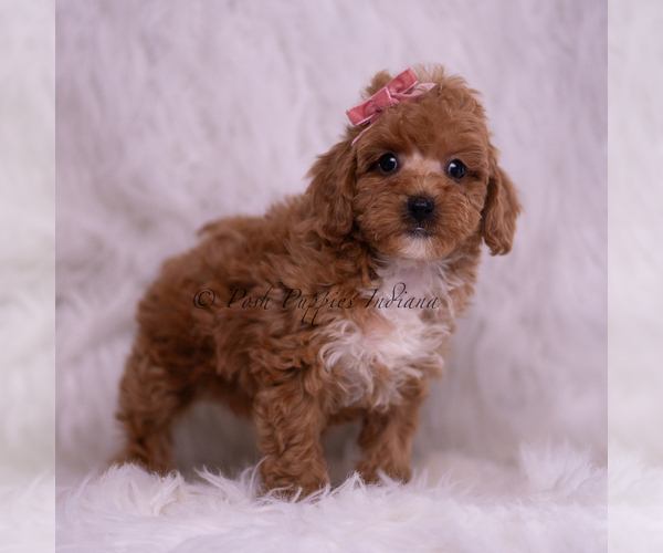 Medium Photo #4 Poodle (Toy) Puppy For Sale in WARSAW, IN, USA