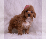 Small Photo #95 Poodle (Toy) Puppy For Sale in WARSAW, IN, USA