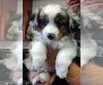 Small #5 Miniature Australian Shepherd