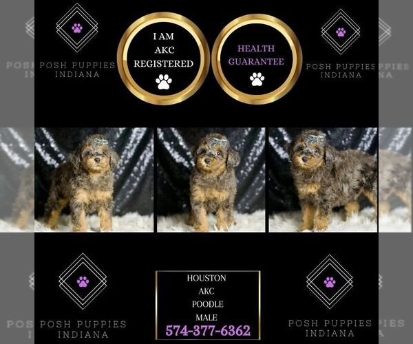 Medium Photo #2 Poodle (Miniature) Puppy For Sale in WARSAW, IN, USA