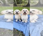 Small #9 Shih Tzu