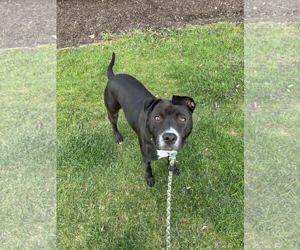 Medium Photo #4 Mutt Puppy For Sale in Fort Wayne, IN, USA