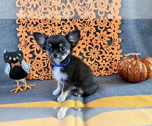 Chihuahua Puppy for sale in NEWVILLE, PA, USA