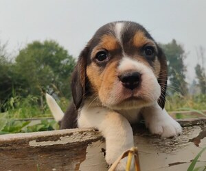 Beagle Puppy for sale in COEUR D ALENE, ID, USA