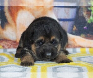 German Shepherd Dog Puppy for sale in FREDERICKSBG, OH, USA
