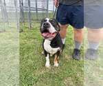 Small #5 Mutt