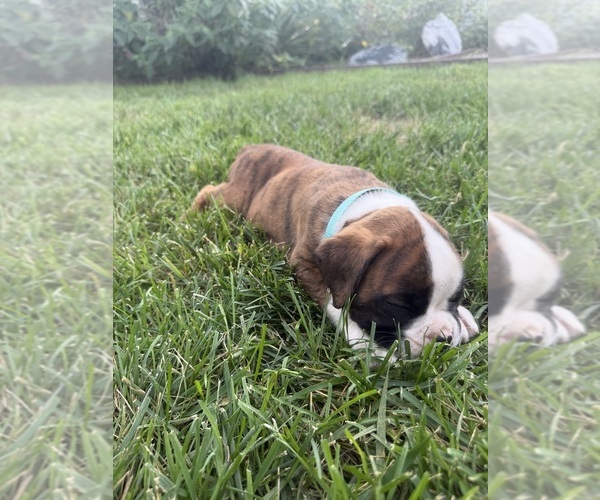 Medium Photo #15 Boxer Puppy For Sale in LONG BEACH, CA, USA