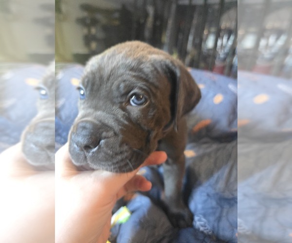 Medium Photo #32 Cane Corso Puppy For Sale in HENRY, VA, USA