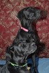 Small Photo #1 Great Dane Puppy For Sale in CONOVER, NC, USA