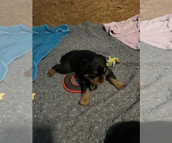 Medium Photo #3 Rottweiler Puppy For Sale in BULLS GAP, TN, USA