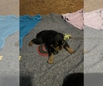 Small #2 Rottweiler