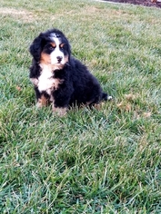 Bernese Mountain Dog Puppy for sale in HARTLY, DE, USA
