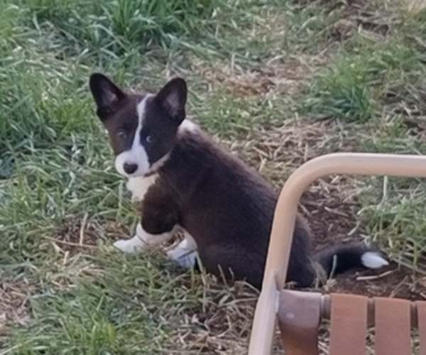 Medium Photo #48 Border Collie-Pembroke Welsh Corgi Mix Puppy For Sale in CHILOQUIN, OR, USA